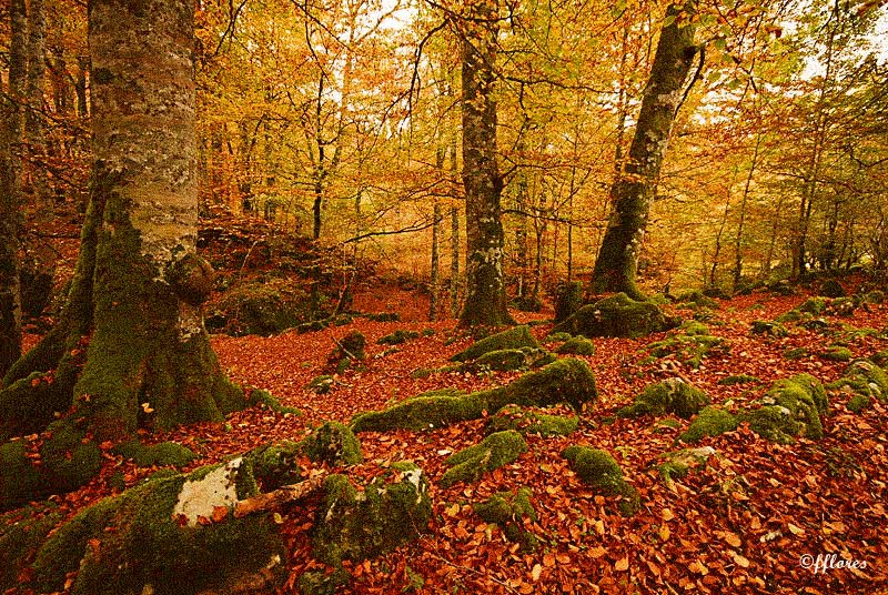 VIAJE SELVA IRATI viaje selva irati: