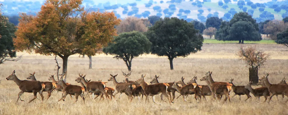 Ciervos - Parque Nacional de Cabañeros