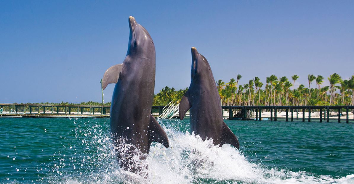 Mejores Ecursiones Punta Cana Dolphin Actio Precios b2bviajes