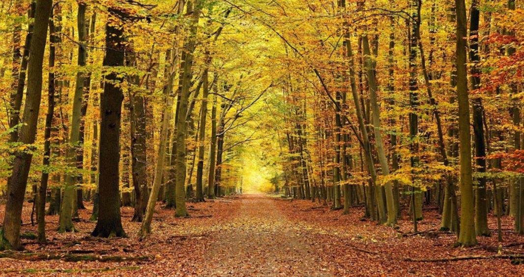 Navarra Selva de Irati B2Bviajes